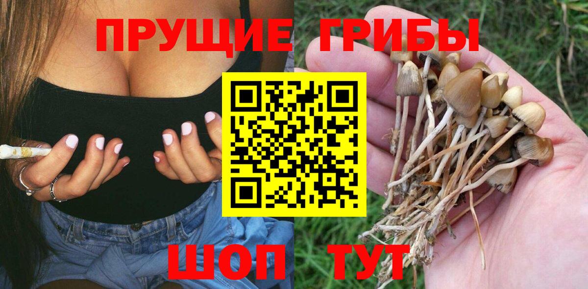 Галлюциногенные грибы Psilocybe  Вход с VPN  Курган 